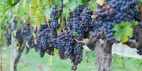 Kako posaditi grožđe u jesenjim sadnicama